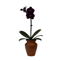 Jewel orchid