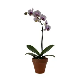 Jumping orchid