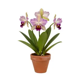 Laelia