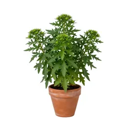 Large-leaved aster