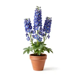 Larkspur
