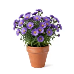 Late purple aster