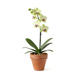 Lesser butterfly orchid