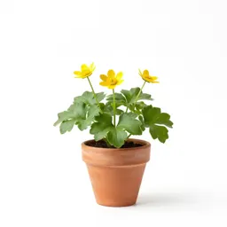 Lesser celandine