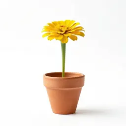 Little golden zinnia