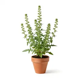 Longheaded thimbleweed