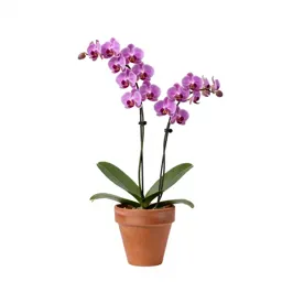 Male orchis