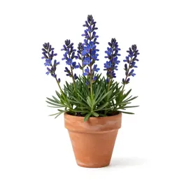 Marsh gentian