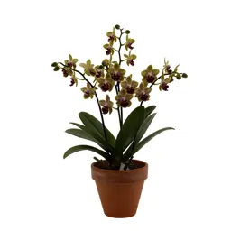 Masdevallia