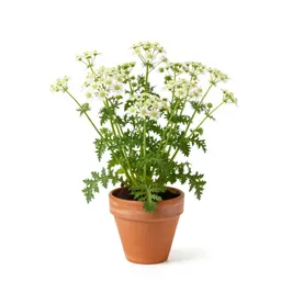 Mayweed