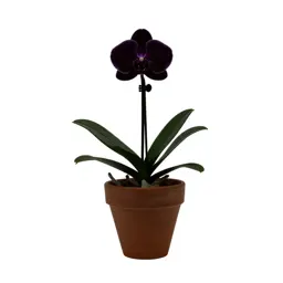 Moth orchid