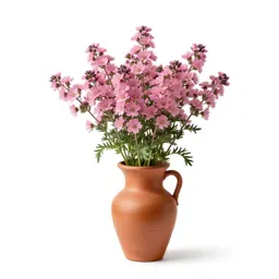 Mullein pink