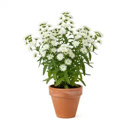 Narrow-leaved white-topped aster