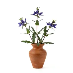 Nigella