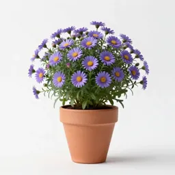 Panicled aster