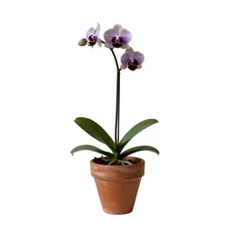 Pansy orchid