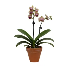 Phaius