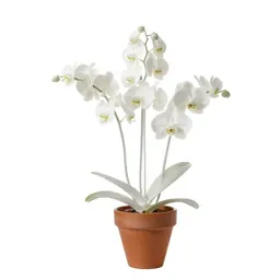 Phantom orchid