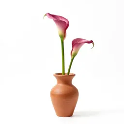 Pink calla