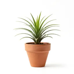 Pleurothallis