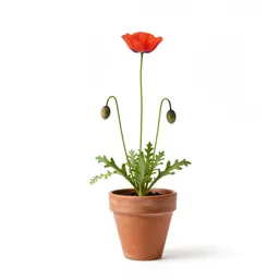 Plume poppy