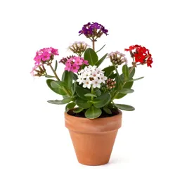 Portulaca