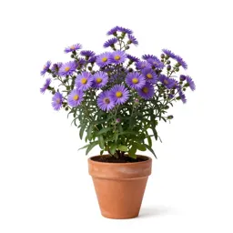 Prairie aster