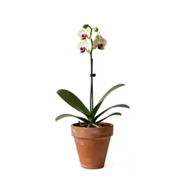 Prairie orchid