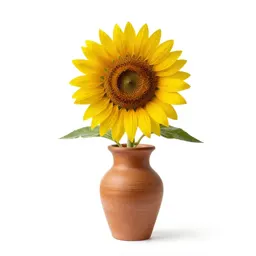 Prairie sunflower