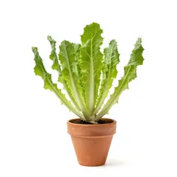 Prickly lettuce
