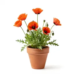 Prickly poppy