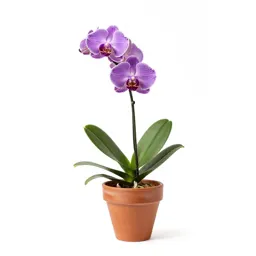 Purple-fringed orchid