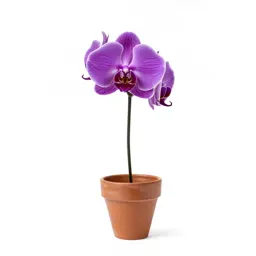 Purple fringeless orchid