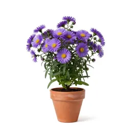 Purple-stemmed aster