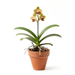 Puttyroot