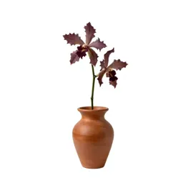 Ragged orchid