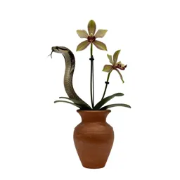 Rattlesnake orchid