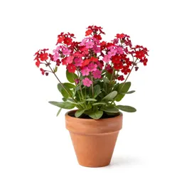 Red campion