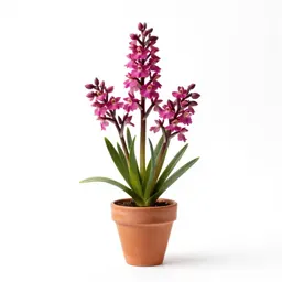 Red helleborine