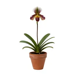 Rein orchid