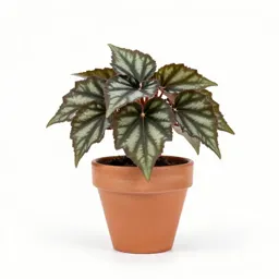 Rex begonia