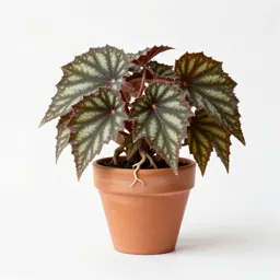 Rhizomatous begonia