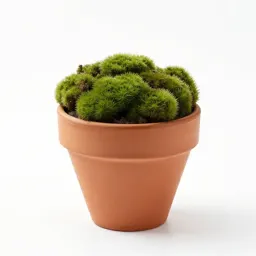 Rose moss