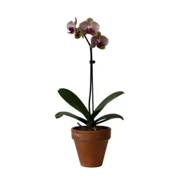 Rosebud orchid