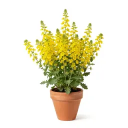Rosinweed