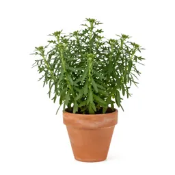 Rough-leaved aster