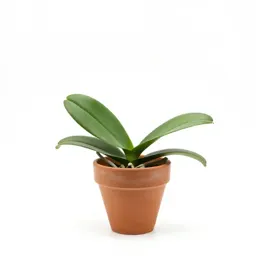 Round-leaved rein orchid