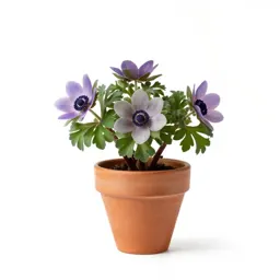 Rue anemone