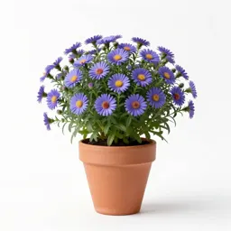 Rush aster