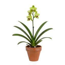 Satyr orchid